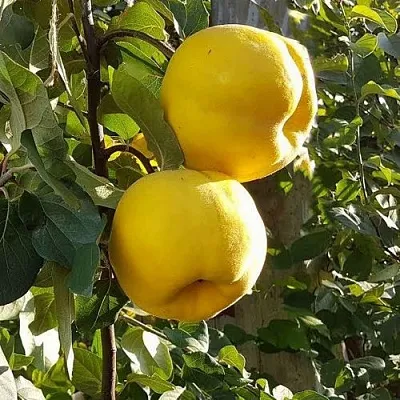 Айва МАРИЯ  Айва МАРИЯ в Нижнем Новгороде