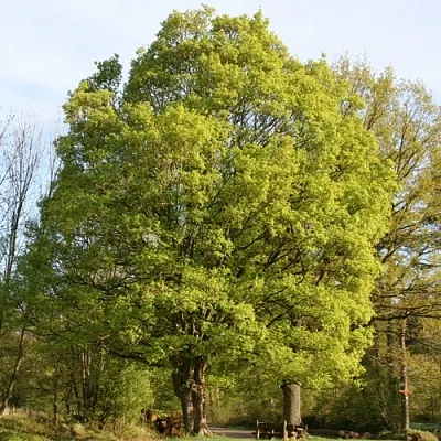 Клен полевой  Клен полевой в Нижнем Новгороде