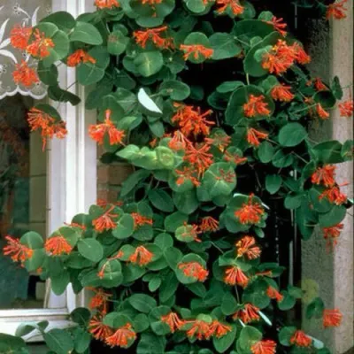 Жимолость ДРОМПОР СКАРЛЕТТ брауна в Нижнем Новгороде