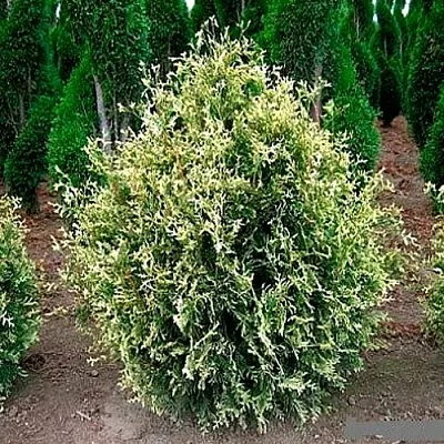 Туя ГОЛД ПЕРЛ западная  Туя ГОЛД ПЕРЛ западная в Нижнем Новгороде