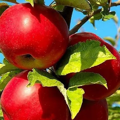 Зимние сорта  Зимние сорта в Нижнем Новгороде