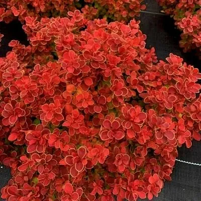 Барбарис РЕД ХОТ ЧИЛИ тунберга  Барбарис РЕД ХОТ ЧИЛИ тунберга в Нижнем Новгороде