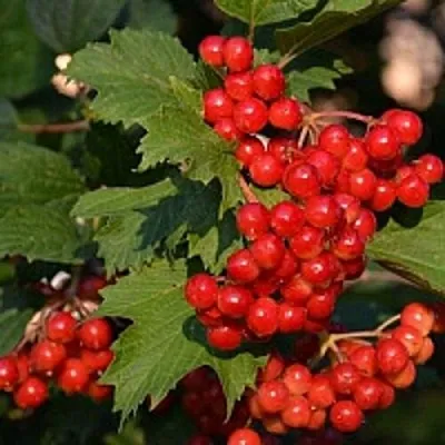 Калина в Нижнем Новгороде