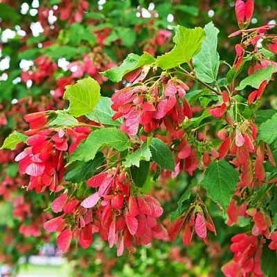 Клен татарский в Нижнем Новгороде