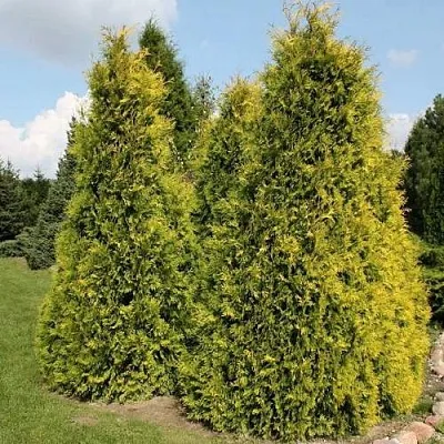 Туя АУРЕОСПИКАТА западная  Туя АУРЕОСПИКАТА западная в Нижнем Новгороде