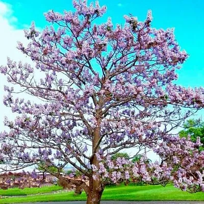 Павловния  Павловния в Нижнем Новгороде