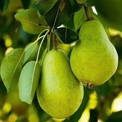 Груша СЕВЕРЯНКА колонновидная  Груша СЕВЕРЯНКА колонновидная в Нижнем Новгороде