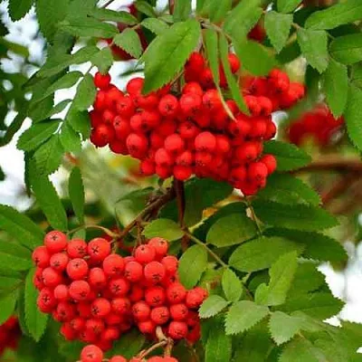 Рябина ОБЫКНОВЕННАЯ  Рябина ОБЫКНОВЕННАЯ в Нижнем Новгороде