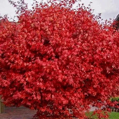 Клен гиннала  в Нижнем Новгороде