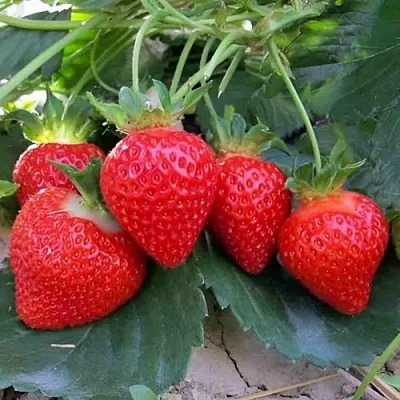 Клубника ТЕА  Клубника ТЕА в Нижнем Новгороде