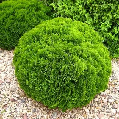 Туя ДАНИКА западная  Туя ДАНИКА западная в Нижнем Новгороде