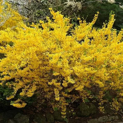 Форзиция ГОЛДЗАУБЕР средняя  Форзиция ГОЛДЗАУБЕР средняя в Нижнем Новгороде