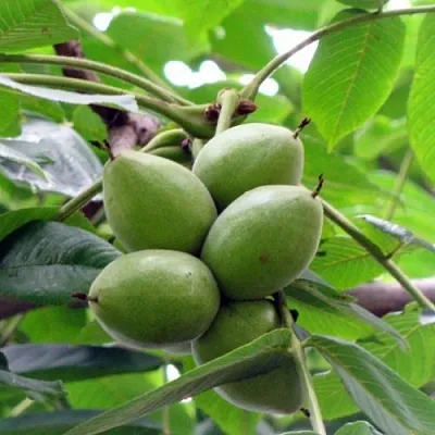 Орех маньчжурский МИЧУРИНЕЦ  Орех маньчжурский МИЧУРИНЕЦ в Нижнем Новгороде