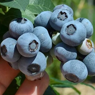 Голубика НЕЛЬСОН  Голубика НЕЛЬСОН в Нижнем Новгороде