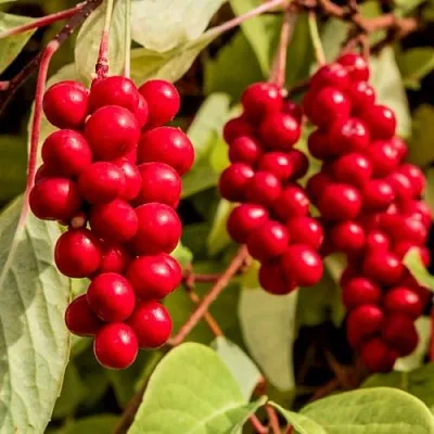 Лимонник КОСТИК китайский  Лимонник КОСТИК китайский в Нижнем Новгороде