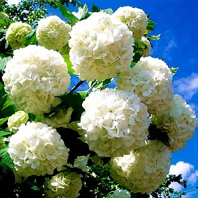 Калина БУЛЬДЕНЕЖ  Калина БУЛЬДЕНЕЖ в Нижнем Новгороде