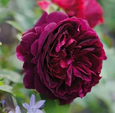 Саженцы роз МАНСТЕД ВУД английская в Нижнем Новгороде