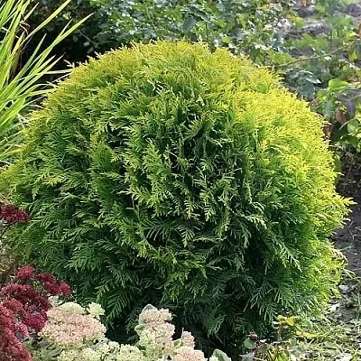 Туя ЕЛЛОУ ГЛОБ западная  Туя ЕЛЛОУ ГЛОБ западная в Нижнем Новгороде