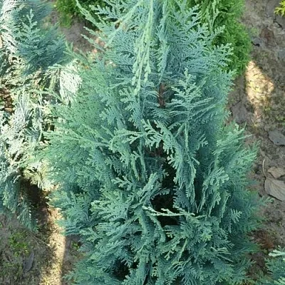 Кипарисовик КОЛУМНАРИС лавсона  Кипарисовик КОЛУМНАРИС лавсона в Нижнем Новгороде