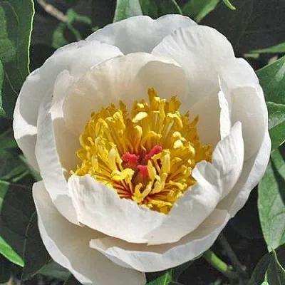 Пион РЕКВИЕМ травянистый  Пион РЕКВИЕМ травянистый в Нижнем Новгороде