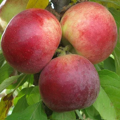 Яблоня БАЛЕРИНА ФЛАМЕНКО колонновидная  Яблоня БАЛЕРИНА ФЛАМЕНКО колонновидная в Нижнем Новгороде