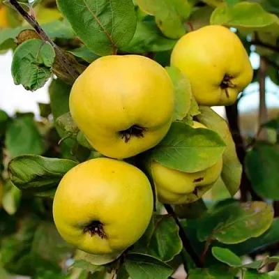 Айва ЯБЛОКОВИДНАЯ  Айва ЯБЛОКОВИДНАЯ в Нижнем Новгороде