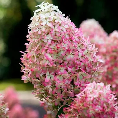 Гортензия РОЯЛ ФЛОВЕР метельчатая в Нижнем Новгороде