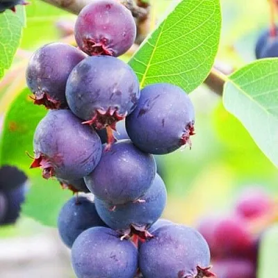 Ирга СМОУКИ в Нижнем Новгороде