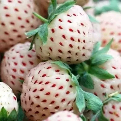 Клубника АНАНАСА ремонтантная — описание сорта Клубника АНАНАСА ремонтантная в Нижнем Новгороде