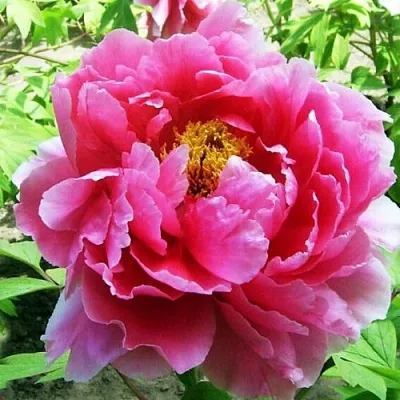 Пион ВОСХОД СОЛНЦА древовидный  Пион ВОСХОД СОЛНЦА древовидный в Нижнем Новгороде