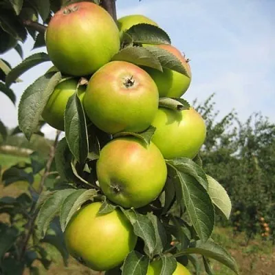 Яблоня ЛУКОМОР колонновидная  Яблоня ЛУКОМОР колонновидная в Нижнем Новгороде