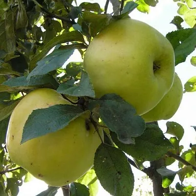 Яблоня АНТОНОВКА ОБЫКНОВЕННАЯ  Яблоня Антоновка Обыкновенная в Нижнем Новгороде