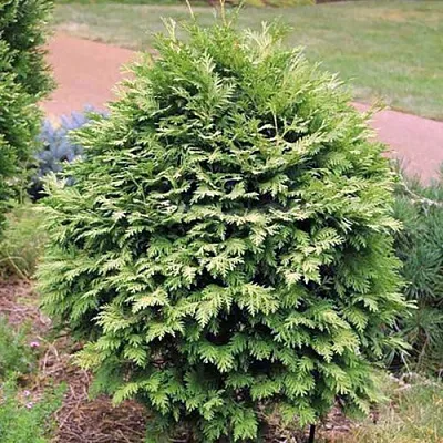 Туя ВАРЕАНА ЛЮТЕСЦЕНС западная  Туя ВАРЕАНА ЛЮТЕСЦЕНС западная в Нижнем Новгороде