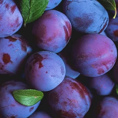 Слива в Нижнем Новгороде