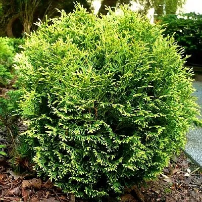 Туя ВОТЕРФИЛД западная  Туя ВОТЕРФИЛД западная в Нижнем Новгороде