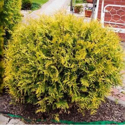 Туя КОЛЛЕРС ГОЛД складчатая  Туя КОЛЛЕРС ГОЛД складчатая в Нижнем Новгороде