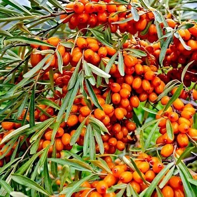 Облепиха ДЖЕМОВАЯ  Облепиха ДЖЕМОВАЯ в Нижнем Новгороде