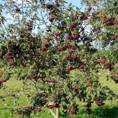 Рябина БУРКА сладкоплодная — описание сорта Рябина БУРКА сладкоплодная в Нижнем Новгороде