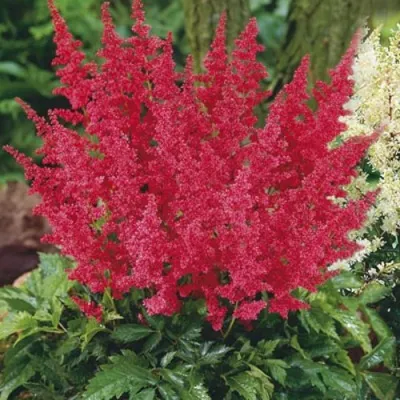 Астильба МОНТГОМЕРИ японская в Нижнем Новгороде