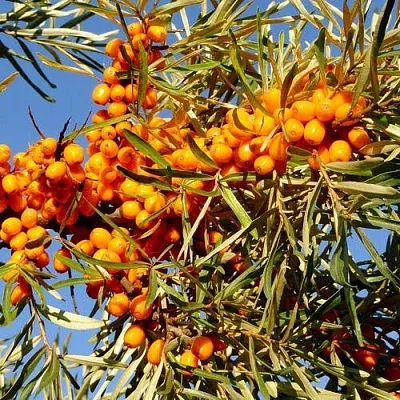 Облепиха ДАР МГУ  Облепиха ДАР МГУ в Нижнем Новгороде