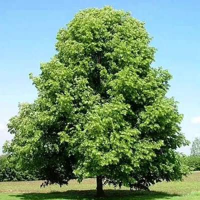 Липа мелколистная  Липа мелколистная в Нижнем Новгороде