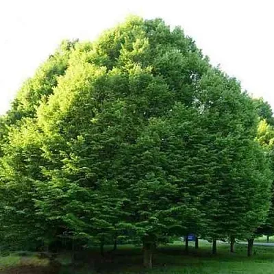 Граб японский  Граб японский в Нижнем Новгороде