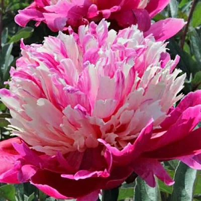 Пион ДЕЙДРИМ травянистый  Пион ДЕЙДРИМ травянистый в Нижнем Новгороде