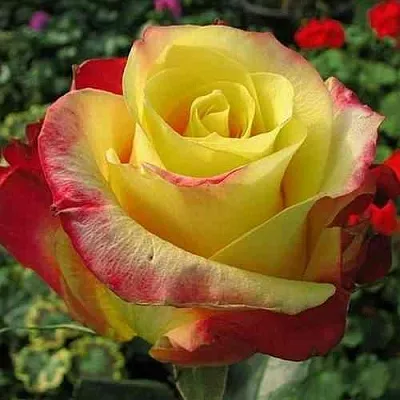 Саженцы роз ХОТ МЕРЕНГА чайно-гибридная  Саженцы роз ХОТ МЕРЕНГА чайно-гибридная в Нижнем Новгороде