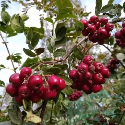 Рябина ГРАНАТНАЯ сладкоплодная — описание сорта Рябина ГРАНАТНАЯ сладкоплодная в Нижнем Новгороде