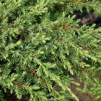 Можжевельник  Можжевельник в Нижнем Новгороде