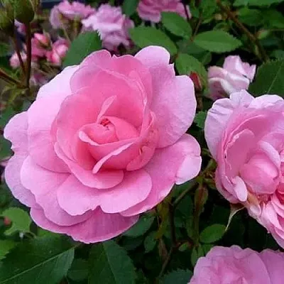 Саженцы роз ДЖОН ДЭВИС плетистая  Саженцы роз ДЖОН ДЭВИС плетистая в Нижнем Новгороде