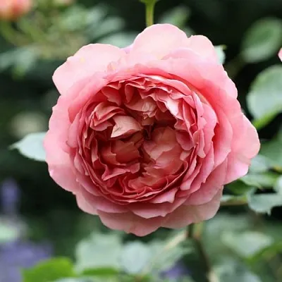 Саженцы роз РИДЖЕНТС ПАРК чайно-гибридная  Саженцы роз РИДЖЕНТС ПАРК чайно-гибридная в Нижнем Новгороде