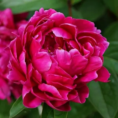 Пион ЛУИ ВАН-ГУТТ травянистый  Пион ЛУИ ВАН-ГУТТ травянистый в Нижнем Новгороде