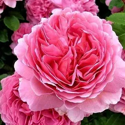 Саженцы роз ПРИНЦЕССА АЛЕКСАНДРА ОФ КЕНТ английская в Нижнем Новгороде